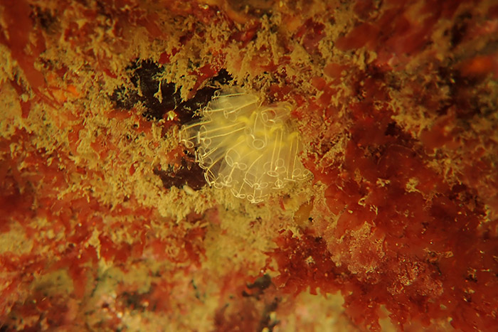 Lightbulb sea squirts, which resemble a clump of lightbulbs with transparent tunics and a creamy-white line along their length and forming a ring on top.