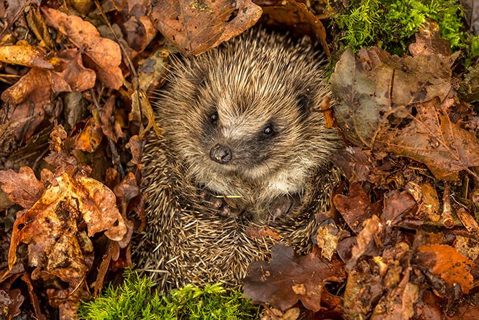 Hedgehog (prickly mammal with button black nose and eyes) curled up in orange autumn leaves.